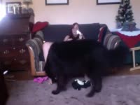 Black male dog licking his early Christmas gift